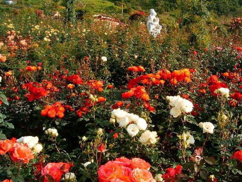 Pestana Quinta Do Arco Nature & Rose Garden Hotel Arco de Sao Jorge ภายนอก รูปภาพ